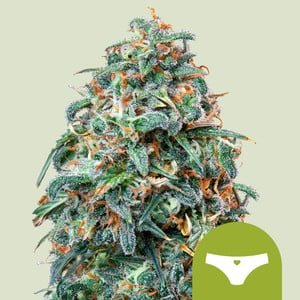 RQS Sherbet Queen Auto
