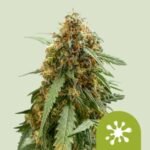 RQS Sticky Queen Auto