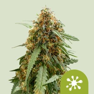 RQS Sticky Queen Auto