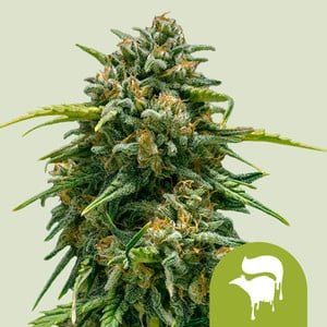RQS Sweet Skunk Auto