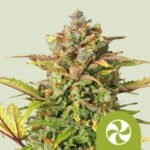 RQS Sweet ZZ Auto