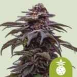 RQS Tropicana Cookies Purple Auto