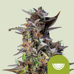 RQS Watermelon Auto