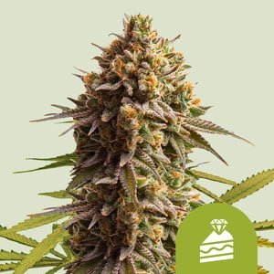RQS Wedding Cake Auto