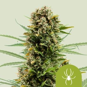 RQS White Widow Auto