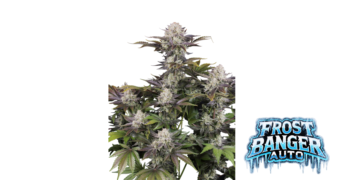 Fast Buds Frostbanger Auto Hanfsamen