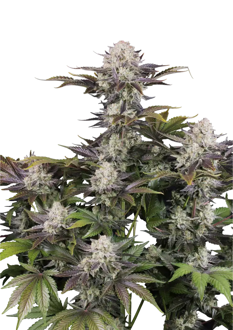 Fast Buds Frostbanger Auto Hanfsamen – Bild 2