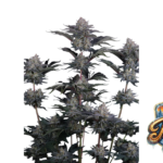 Fast Buds Mendo Frost Auto Hanfsamen