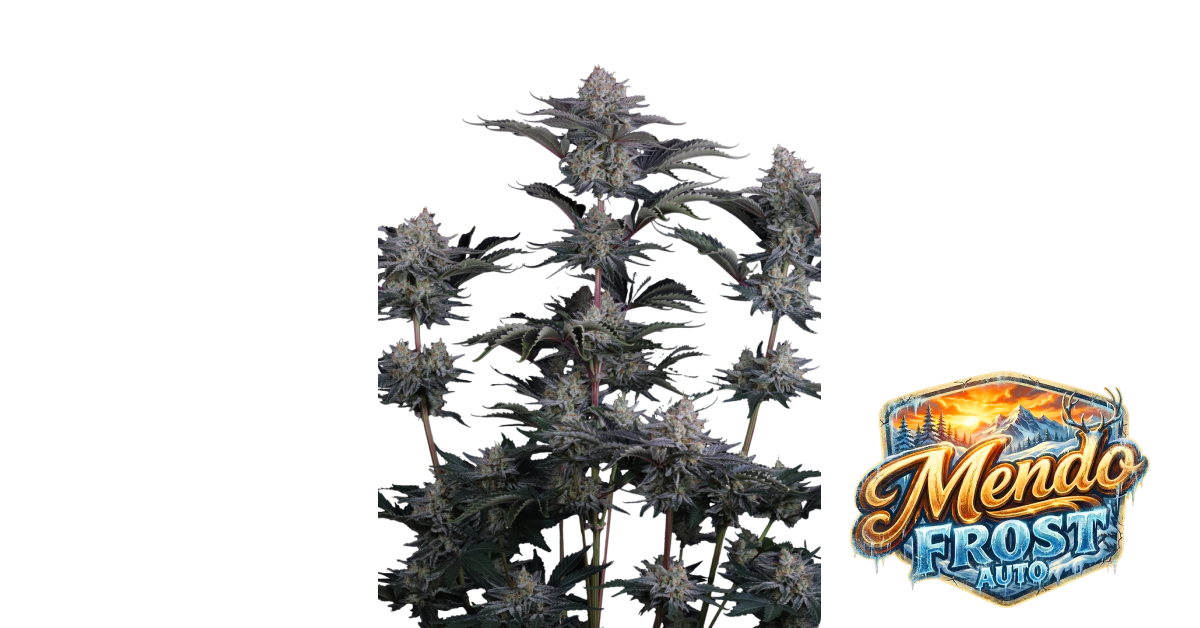Fast Buds Mendo Frost Auto Hanfsamen