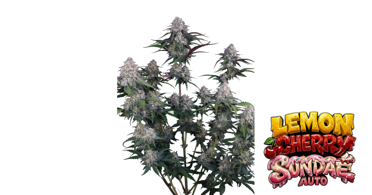 Fast Buds Lemon Cherry Sundae Auto Hanfsamen