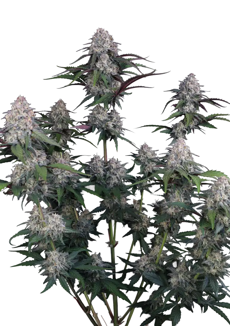 Fast Buds Lemon Cherry Sundae Auto Hanfsamen – Bild 2