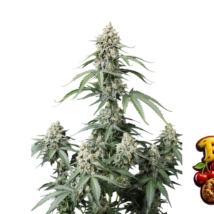 Fast Buds Banana Cherry Cookies Auto Hanfsamen