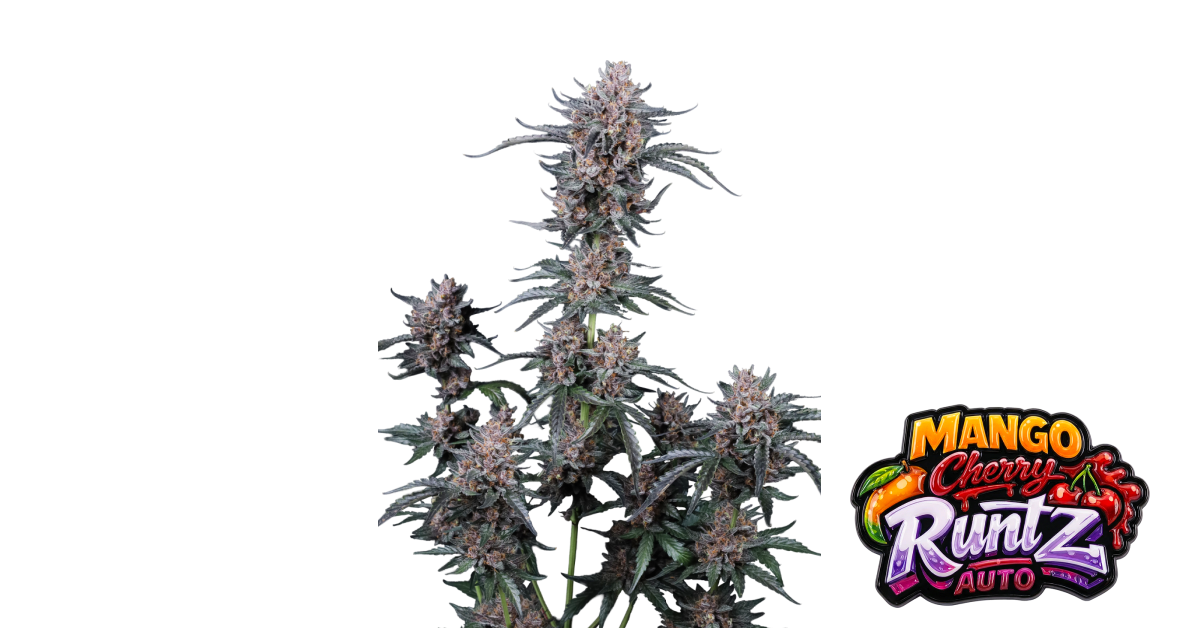 Fast Buds Mango Cherry Runtz Auto Hanfsamen