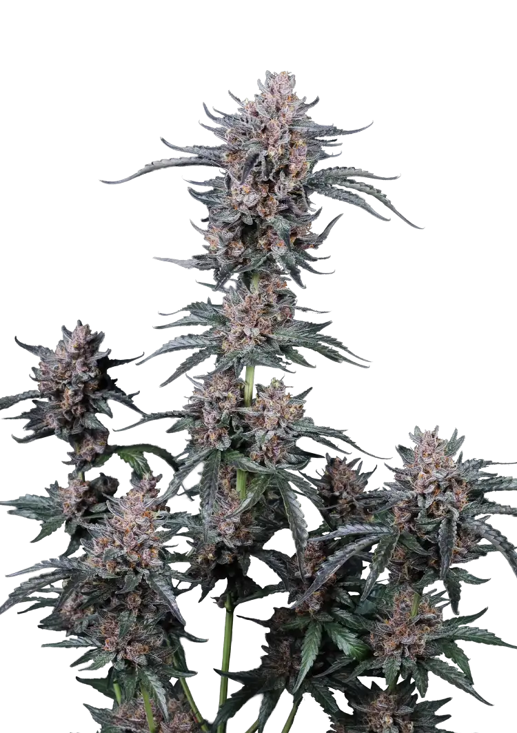 Fast Buds Mango Cherry Runtz Auto Hanfsamen – Bild 2