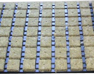 Steinwollwürfel im Tray 4x4cm 77 Stück