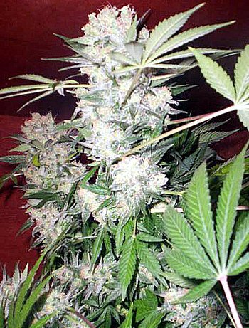 Serious Seeds White Russian regulär