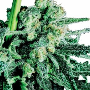 Sensi Seeds Sensi Skunk regulär