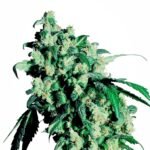 Sensi Seeds Super Skunk regulär
