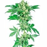 Sensi Seeds Afghani #1 regulär
