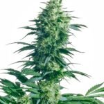 Sensi Seeds Mother's Finest regulär