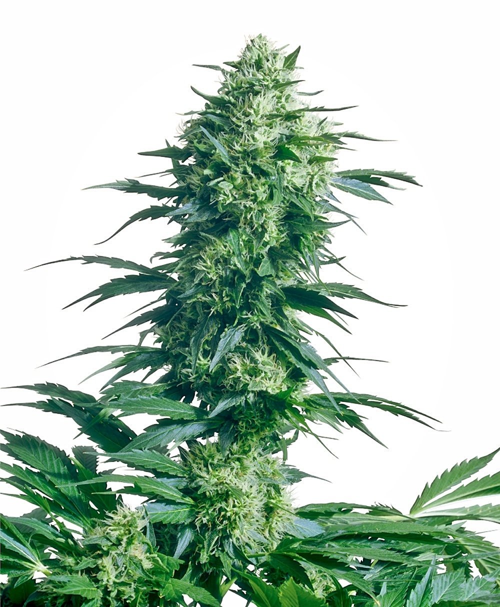 Sensi Seeds Mother's Finest regulär