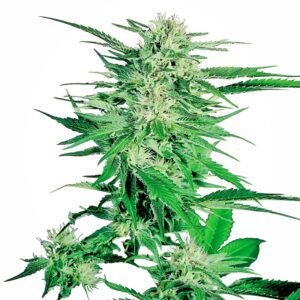 Sensi Seeds Big Bud regulär