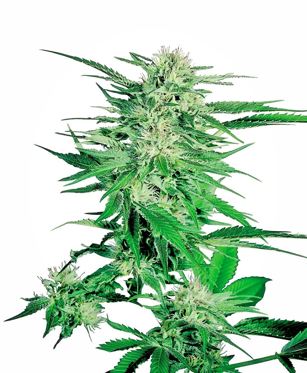 Sensi Seeds Big Bud regulär