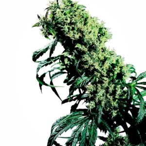 Sensi Seeds Northern Lights #5 x Haze regulär