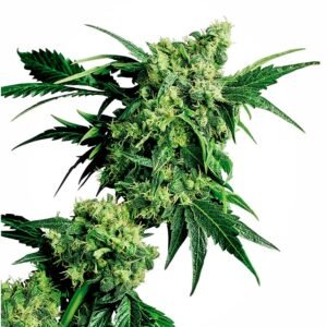 Sensi Seeds Mr Nice G13 x Hash Plant regulär