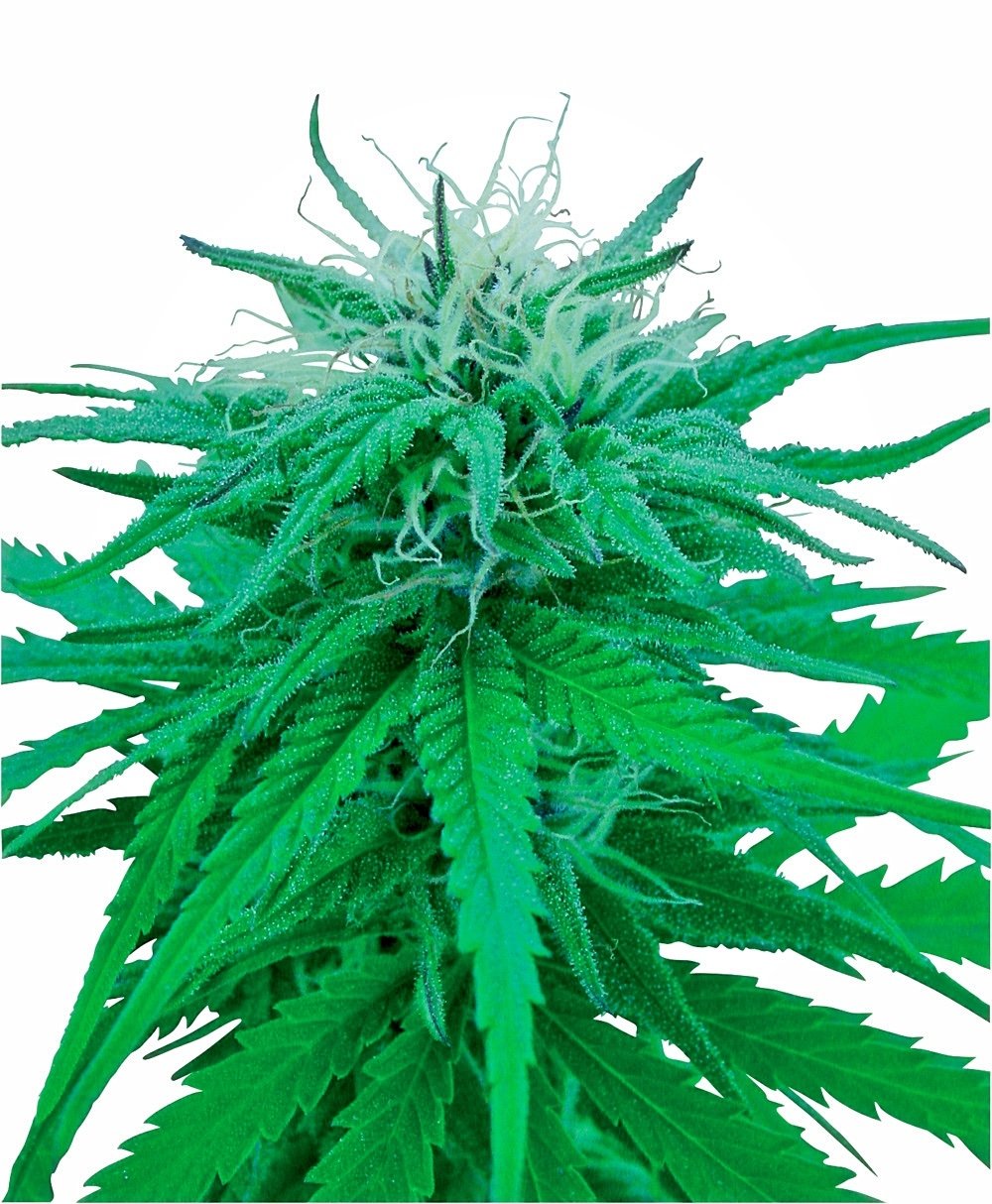 Sensi Seeds Ruderalis Indica regulär