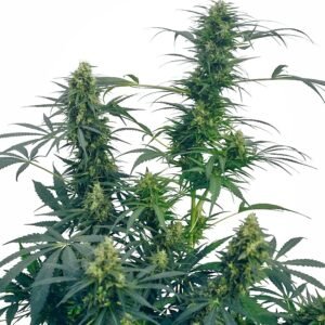 Sensi Seeds Guerrilla’s Gusto regulär