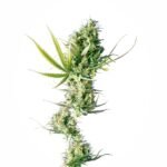 Sensi Seeds Durban regulär