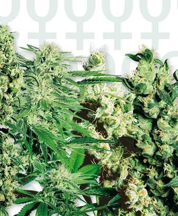 Sensi Seeds Mixed feminisiert
