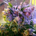 Nirvana Seeds Aurora Indica feminisiert