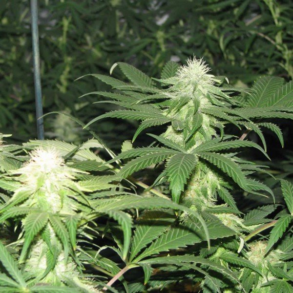Nirvana Seeds Blackberry feminisiert