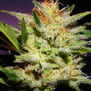 Nirvana Seeds Amnesia Haze feminisiert