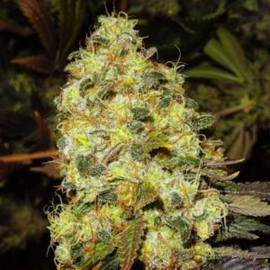 Nirvana Seeds Ice feminisiert