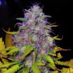 Nirvana Seeds Jock Horror feminisiert