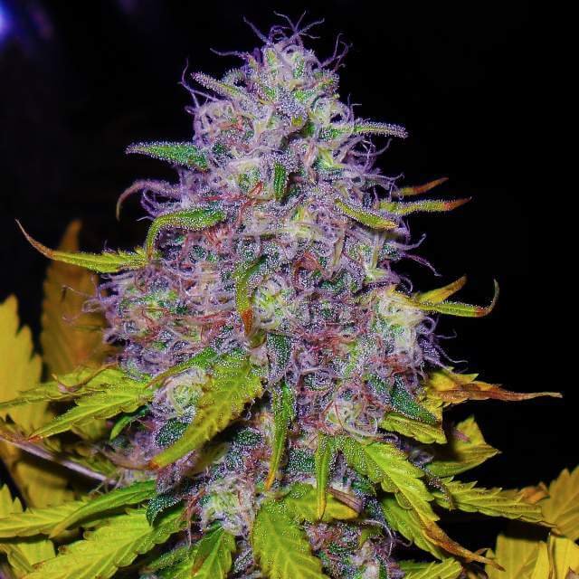 Nirvana Seeds Jock Horror feminisiert