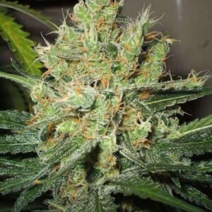 Nirvana Seeds Pure Power Plant feminisiert