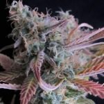 Nirvana Seeds Raspberry Cough feminisiert