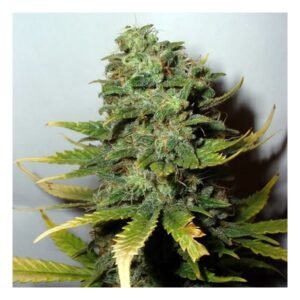 Nirvana Seeds Super Skunk feminisiert