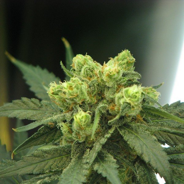 Nirvana Seeds Wonder Woman feminisiert