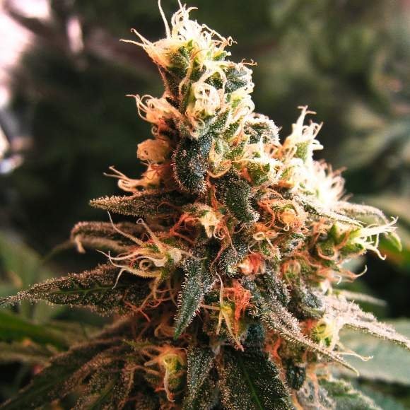 Nirvana Seeds Jock Horror Auto feminisiert