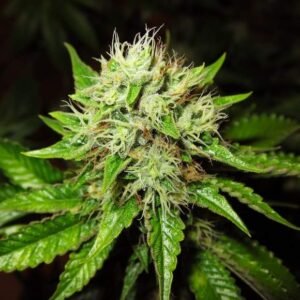 Nirvana Seeds Lithium OG Kush Auto feminisiert
