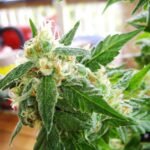 Nirvana Seeds AK48 Auto feminisiert