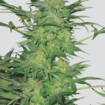 Nirvana Seeds AK-48 regulär