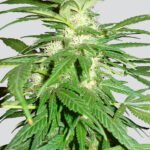 Nirvana Seeds Aurora Indica regulär