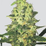 Nirvana Seeds Super Skunk regulär