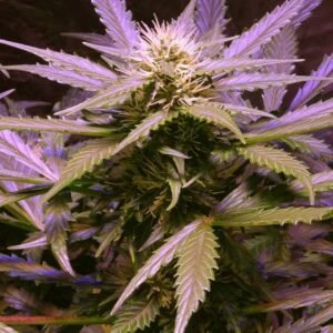 Nirvana Seeds Lemon OG Haze feminisiert